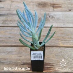 Senecio Chalk Sticks - Succulent -Outdoor Garden Store apo senecio chalk staicks tubestock current