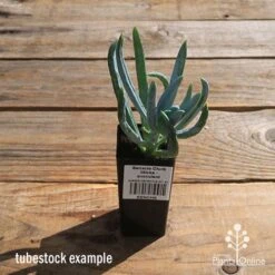 Senecio Chalk Sticks - Succulent -Outdoor Garden Store apo senecio chalk sticks tubestock