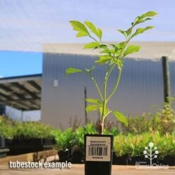 Radermachera Summerscent 7 Radermachera Summerscent -Outdoor Garden Store apo summerscent tubestock