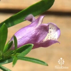 Eremophila Summertime Blue - Emu Bush 14 Eremophila Summertime Blue - Emu Bush -Outdoor Garden Store apo summertime blue eremophila flower