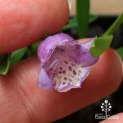 Eremophila Summertime Blue - Emu Bush 15 Eremophila Summertime Blue - Emu Bush -Outdoor Garden Store apo summertime blue eremophila flower size