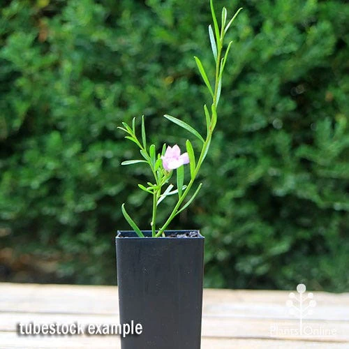 Eremophila Summertime Blue - Emu Bush 9 Eremophila Summertime Blue - Emu Bush - Image 7