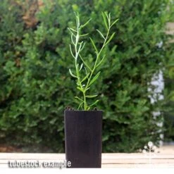 Eremophila Summertime Blue - Emu Bush 12 Eremophila Summertime Blue - Emu Bush -Outdoor Garden Store apo summertime blue eremophila tubestock2