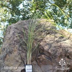 Pennisetum Alopecuroides - Swamp Fountain Grass -Outdoor Garden Store apo swamp grass tubestock new