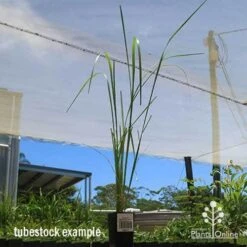 Pennisetum Alopecuroides - Swamp Fountain Grass -Outdoor Garden Store apo swamp grass tubestock tall