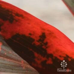 Cordyline Fruticosa Tangelo -Outdoor Garden Store apo tangelo closeup