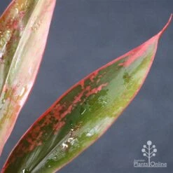 Cordyline Fruticosa Tangelo -Outdoor Garden Store apo tangelo leaf