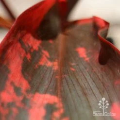 Cordyline Fruticosa Tangelo -Outdoor Garden Store apo tangelo leaf close
