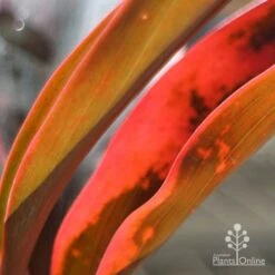 Front Page -Outdoor Garden Store apo tangelo leaf colours