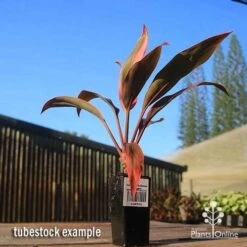 Cordyline Fruticosa Tangelo -Outdoor Garden Store apo tangelo tubestock blue sky