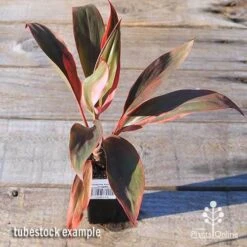 Cordyline Fruticosa Tangelo -Outdoor Garden Store apo tangelo tubestock top