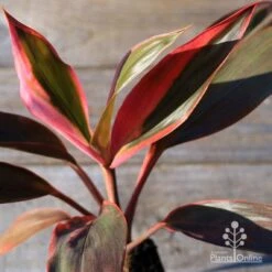 Cordyline Fruticosa Tangelo -Outdoor Garden Store apo tangelo tubestock2