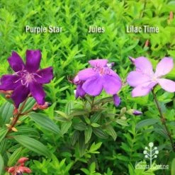 Tibouchina Purple Star -Outdoor Garden Store apo tibouchina compare 2