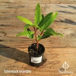 Laurus Nobilis - Bay Tree -Outdoor Garden Store apo tubestock laurus bay tree
