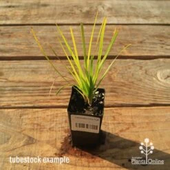 Lomandra Lime Tuff -Outdoor Garden Store apo tubestock lomandra lime tuff