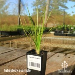 Lomandra Lime Tuff -Outdoor Garden Store apo tubestock lomandra lime tuff sky