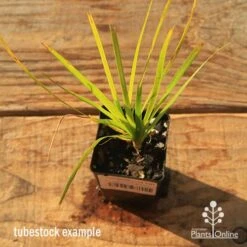 Lomandra Lime Tuff -Outdoor Garden Store apo tubestock lomandra lime tuff top