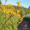 Anigozanthos Yellow Gem - Kangaroo Paw -Outdoor Garden Store apo yellow gem anigozanthos nursery