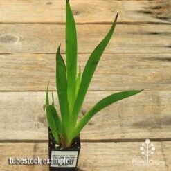 Anigozanthos Yellow Gem - Kangaroo Paw -Outdoor Garden Store apo yellow gem tubestock