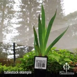 Anigozanthos Yellow Gem - Kangaroo Paw -Outdoor Garden Store apo yellow gem tubestock2