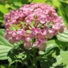 Hydrangea Ayesha -Outdoor Garden Store ayesha hydrangea in sun