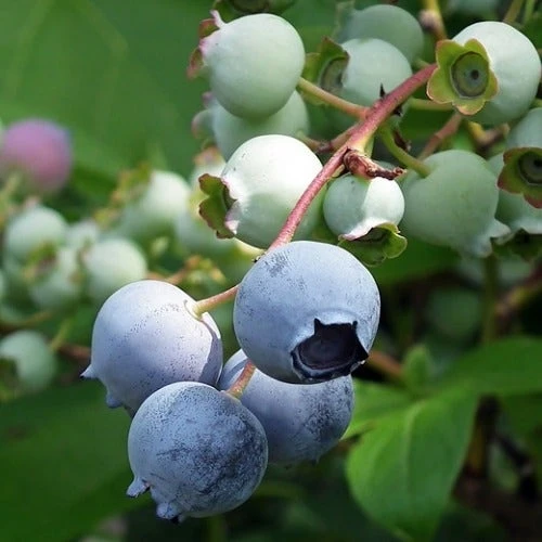 Blueberry Misty 4 Blueberry Misty - Image 2