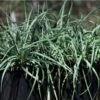 Carex Blue Cascade -Outdoor Garden Store blue cascade