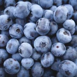 Blueberry Powder Blue -Outdoor Garden Store blueberries mass