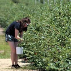 Blueberry Misty 14 Blueberry Misty -Outdoor Garden Store blueberries picking