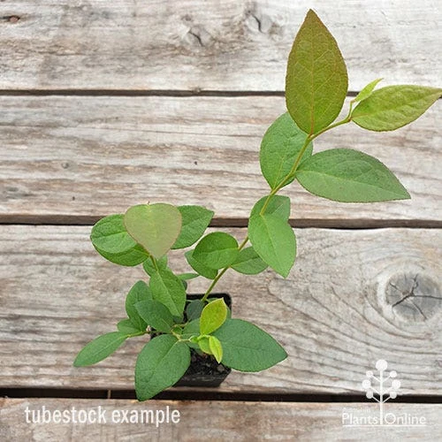 Blueberry Misty 3 Blueberry Misty