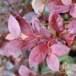 Blueberry Misty 19 Blueberry Misty -Outdoor Garden Store blueberry misty autumn colour