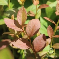 Blueberry Misty 16 Blueberry Misty -Outdoor Garden Store blueberry misty foliage