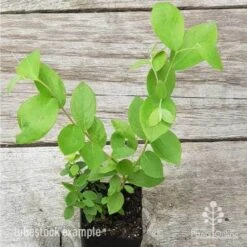 Blueberry Brightwell 13 Blueberry Brightwell -Outdoor Garden Store blueberry tube 3