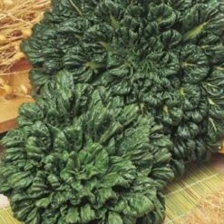 Bok Choi - Seed -Outdoor Garden Store bok choi