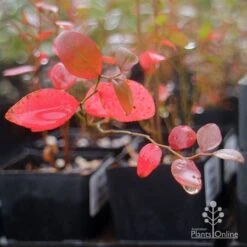 Blueberry Brightwell 15 Blueberry Brightwell -Outdoor Garden Store brightwell blueberry autumn colour