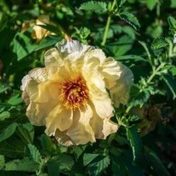 Peony Canary Brilliants - 1 Bulb -Outdoor Garden Store canary brilliants 3