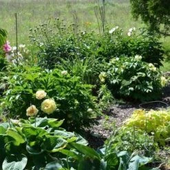 Peony Canary Brilliants - 1 Bulb -Outdoor Garden Store canary brilliants fd richards flickr garden