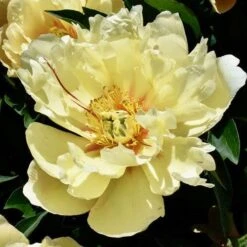 Peony Canary Brilliants - 1 Bulb