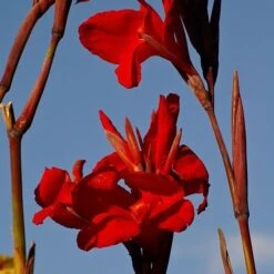 Canna Americana - 1 Bulb -Outdoor Garden Store canna lilies red