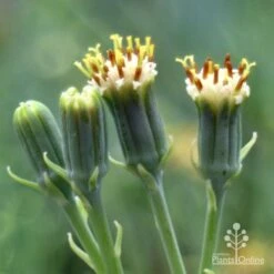 Senecio Chalk Sticks - Succulent -Outdoor Garden Store chalk sticks flowers side