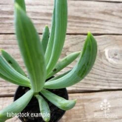 Senecio Chalk Sticks - Succulent -Outdoor Garden Store chalk sticks leaf 1