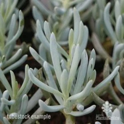Senecio Chalk Sticks - Succulent -Outdoor Garden Store chalksticks tubestock