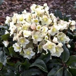 Hellebore Cinnamon Snow - Winter Rose -Outdoor Garden Store cinnamon snow garden