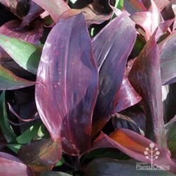 Cordyline Fruticosa Dr Brown -Outdoor Garden Store cordyline dr brown leaf