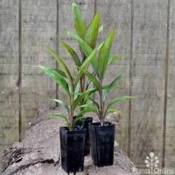 Cordyline Fruticosa Purple Prince -Outdoor Garden Store cordyline purple prince pots 1