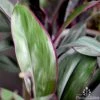 Cordyline Fruticosa Purple Prince -Outdoor Garden Store cordyline purple prince 2