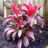 Cordyline Fruticosa Dr Brown -Outdoor Garden Store cordyline dr brown 2