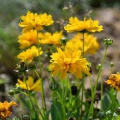 Coreopsis - Seed -Outdoor Garden Store coreopsis flowers