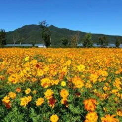 Cosmos Carpet Formula - Seed -Outdoor Garden Store cosmos orange carpet 500 1