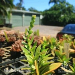 Crassula Campfire - Succulent -Outdoor Garden Store crassula campfire flowering 500